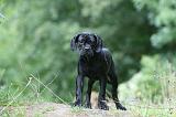 CANE CORSO 1150